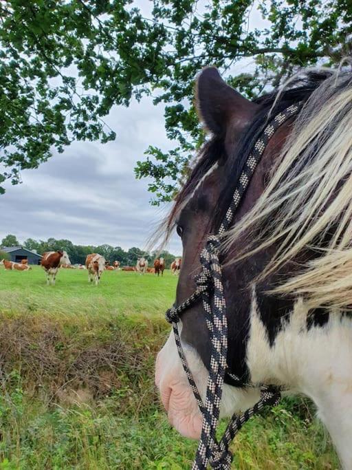 Leuk boerderijtje op prachtige plek, nabij natuurgebied Ruurlo Buitenkant foto