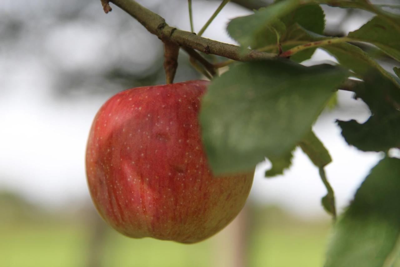 Leuk boerderijtje op prachtige plek, nabij natuurgebied Ruurlo Buitenkant foto